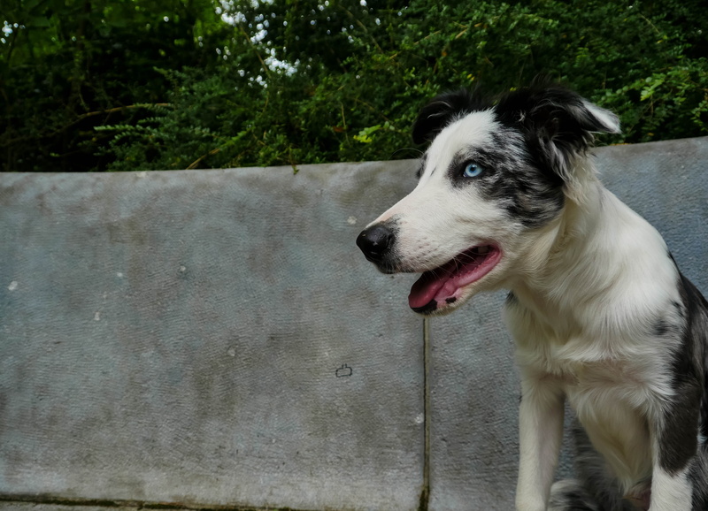 4K, trees, fart, lawn, purebred Dog, relaxation, domestic, pets, animal tongue, run, animal head, mouth, mouth open, vertebrate, park, looking away, green