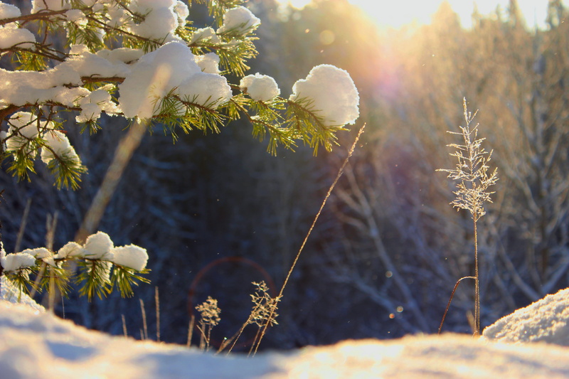 tree, vulnerability, freshness, no people, Nature, sunlight, six, close-up, flower, 5K, day, plant, Sky, Sun, Winter, flowering plant, tranquility, snow