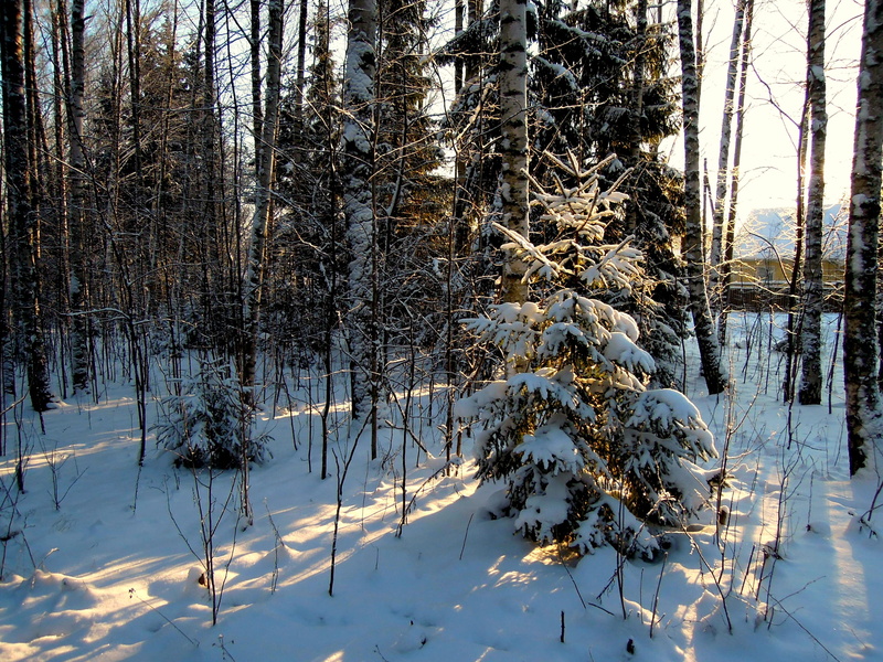 scenics - nature, snow, terrain, no People, Nature, non-Urban Scene, white color, outdoors, snowy, Branches, tranquility, Forest, cold temperature, tranquil Scene