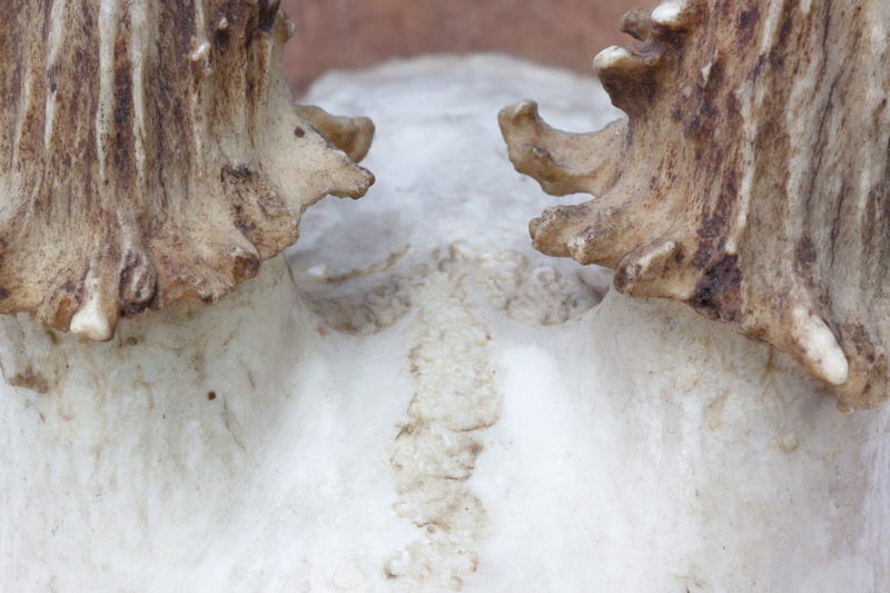 trophy, body part, metal, food, no people, white color, red deer, snow, wild, old, bone, history, animal, 4K, Hunting Trophy, still life, skull, retro