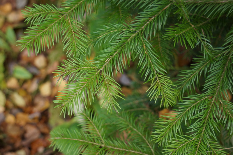 needle - Plant Part, close-up, fir Tree, spruce Tree, tranquility, outdoors, plant, evergreen Tree, plant part, Needles, nature, close, Evergreen, green