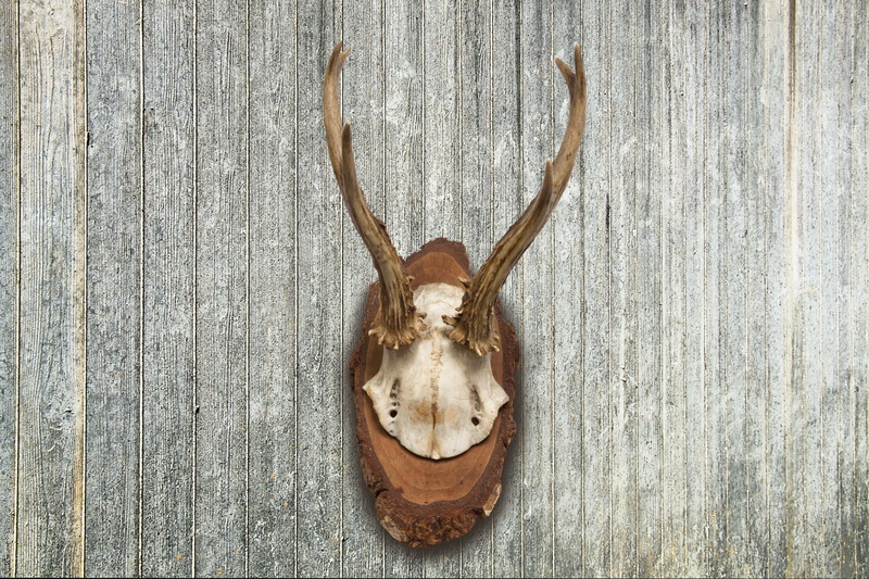 wood - material, no people, retro, mounted, mammal, wall - building feature, representation, award, animal representation, animal head, taxidermy, hanging