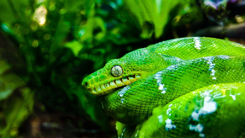 animal, animal eye, plant, animal scale, vertebrate, animal head, no people, snake, poisonous, green, 5K, marine, one animal, close-up, outdoors, animals