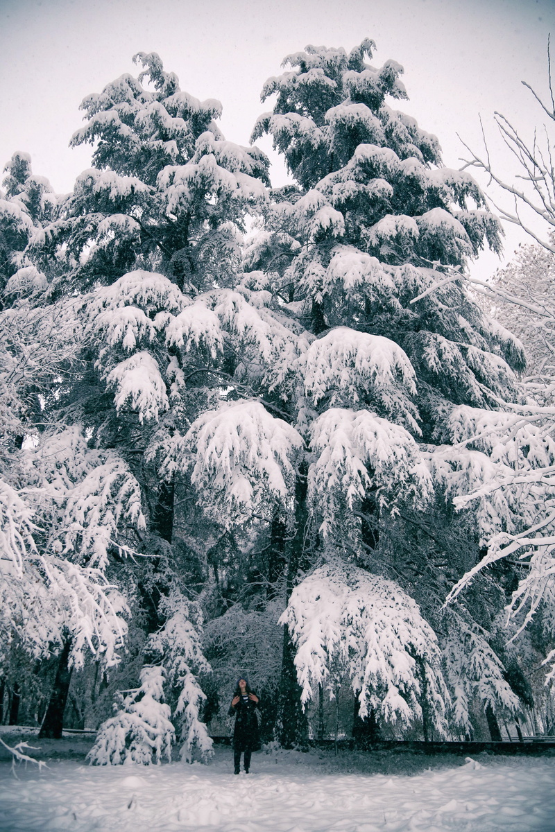 dushanbe, leisure activity, tree, warm clothing, tranquility, 5K, cold temperature, frozen, day, snow, beauty in nature, covering, real people, standing