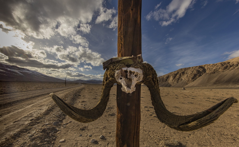 animal, nature, animal themes, land, desert, mammal, pamir, cloud - sky, climate, animal body part, environment, 8K, landscape, decor, wood - material