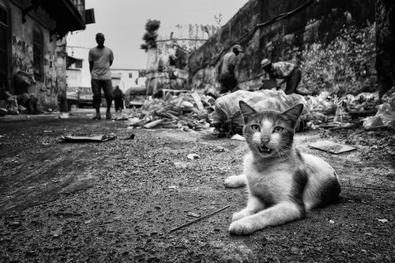 domestic animals, 5K, aid, entrepreneurship, men, development, cat, outdoors, city, day, built structure, person, animal, vertebrate, urban, one animal