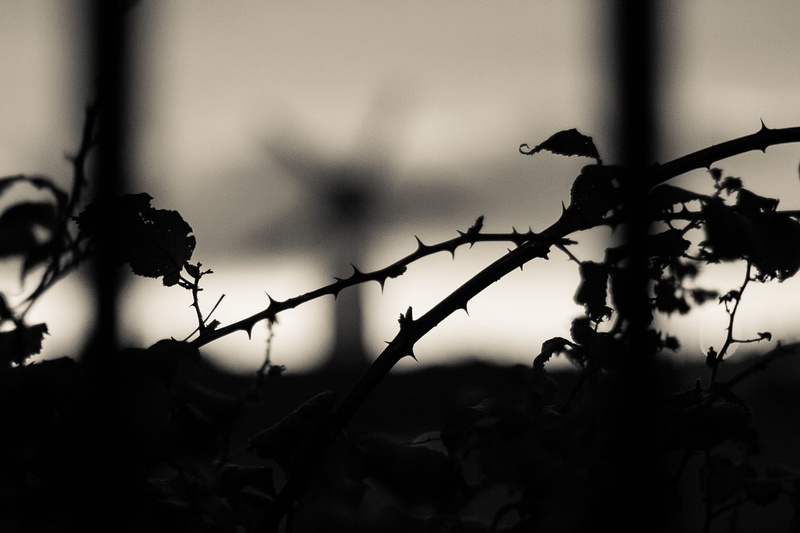 black and white, flowers, protection, 1080P, silhouette, nature, security, skerries, torns, one animal, focus on foreground, selective focus, bushes, safety