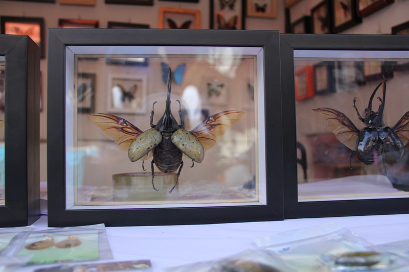 transparent, animal wildlife, flower, glass - material, frame, animal wing, animals in the wild, insectos, vertebrate, taxidermia, selective focus, window