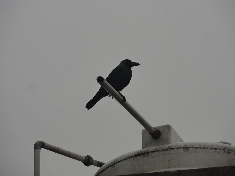 one animal, blackbirds, raven - bird, crow, india, morningvibes, outdoors, clear sky, birdlife, nature, animals in the wild, animal, birdspics, animals
