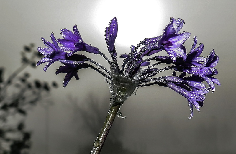 2015 - I, photography, nature, plant, flower, flowers, blue, 1080P, decor, macroshot, close-up, Im Still Standing, purple, flour, drops of jupiter