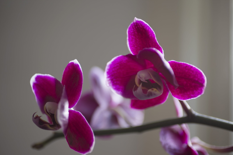 flower, nature, orchids, orchidaceae, pink Color, 5K, Im Still Standing, moth, orchid, close-up, moth Orchid, selective, photography, purple, plant, 2015 - I