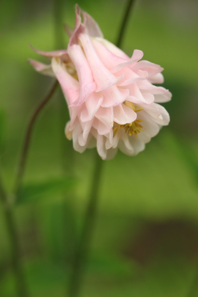 close, petal, focus on foreground, flowering plant, macro, day, decorative, flower head, bloom, flower macro, flowers, green, light pink, flower petals