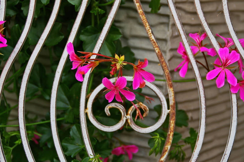 focus on foreground, pink color, day, pink, decor, growth, outdoors, background, barrier, overgrown, freshness, grid, flowers, petal, 2K, boundary, vulnerability