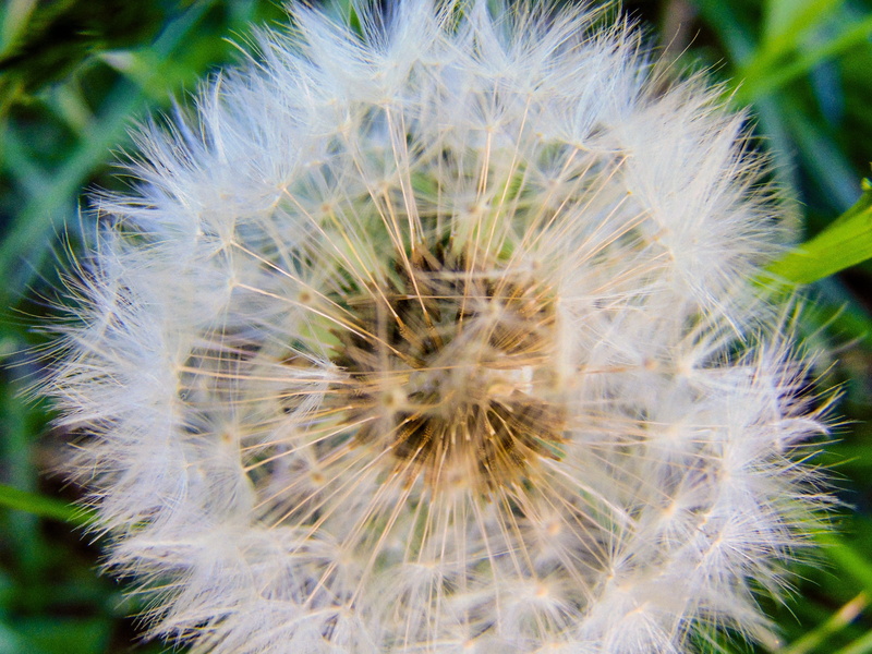 focus on foreground, fragility, close-up, softness, beauty in nature, merchant louis, dandelion seed, day, summer, 5K, freshness, inflorescence, outdoors