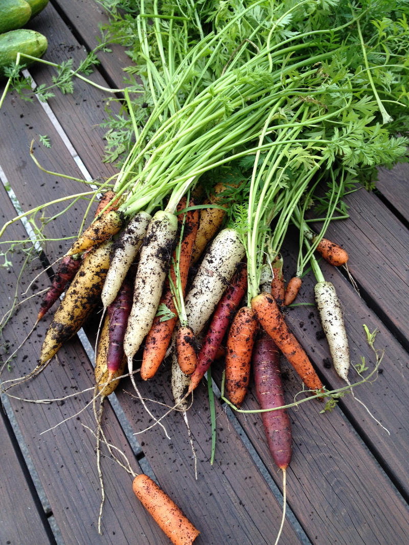 plant-based, high angle view, fresh vegetables, root vegetable, 2K, no people, healthy eating, barbecue grill, harvest time, food and drink, autumn, vegetable