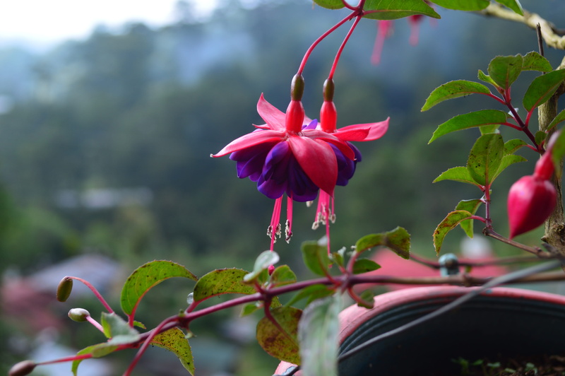 flower head, dancingflower, nature, pink, no people, botanical, plant part, baguio, red, petal, pink color, leaf, dance, purple, philippines, day, fragility
