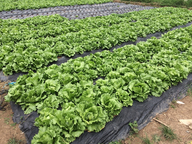 plant, growth, huge, wellbeing, leaf, vegetable, green, beauty in nature, natural, freshness, nature, fresh, cabbage, lettuce, healthy eating, outdoors