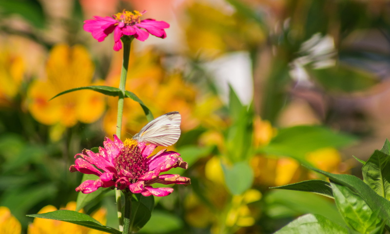 fragility, petal, animal wing, flower head, spring, freshness, close-up, butterfly, garden, wildflower, plant, flora, philippines, beauty in nature, azalea