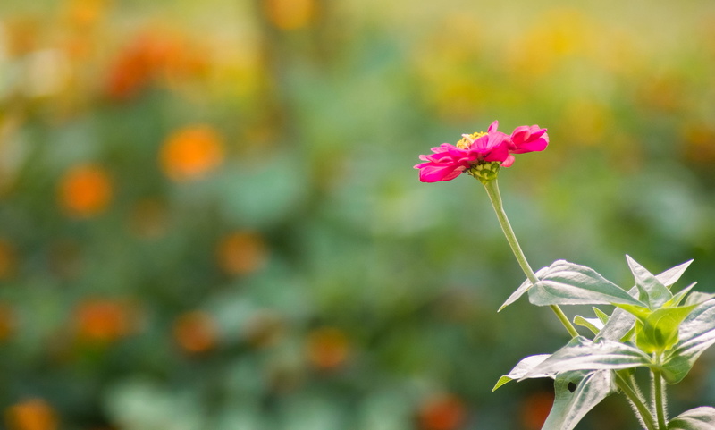 inflorescence, flower, freshness, close-up, flowering plant, flower head, plant, outdoors, petal, philippines, focus on foreground, nature, botany, beauty in nature
