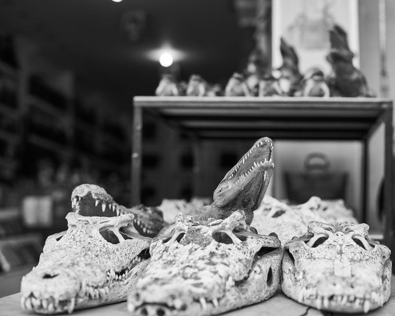 one animal, wild, documentary, statue, art and craft, head, cambodia, 5K, animal representation, animal wildlife, vertebrate, bird, indoors, goods, baguio