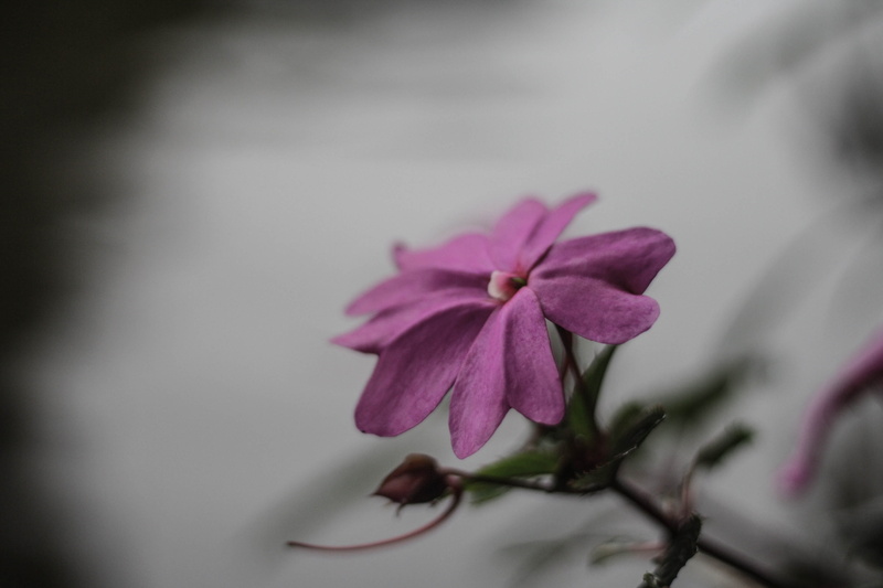vulnerability, petal, sepal, nature, no people, selective focus, pink color, water, day, beauty in nature, focus on foreground, flower head, baguio, philippines