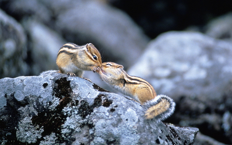 two, one animal, focus on foreground, rodent, Animals, animal, stone, 1080P, brown, cold temperature, winter, snow, animals in the wild, Other, rock - object