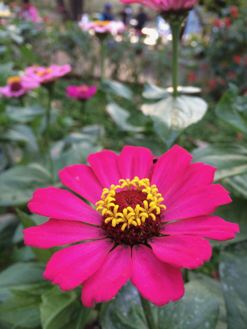 polination, zinnia, beauty in nature, growth, inflorescence, freshness, green, close-up, pink color, focus on foreground, petals, plant, petal, leaf, baguio