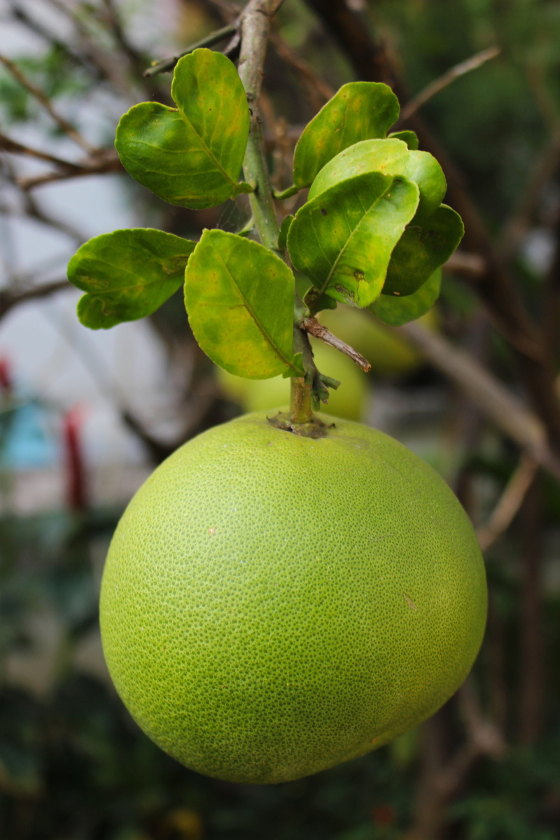 beauty in nature, nature, plant, wellbeing, exotic, sweet, outdoors, thailand, tree, Food, tropical, organic, Pomelo, thai pomelo, dessert, food and drink