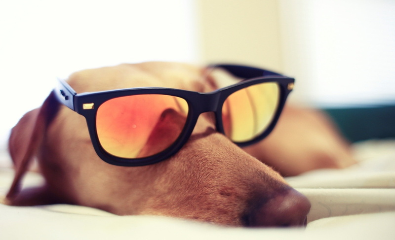 glasses, dog, 1080P, sleeping