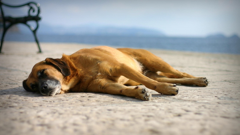 beach, no people, eyes closed, one animal, canine, resting, sleep, mammal, animals, vertebrate, pets, brown, relaxation, domestic animals, lying down, animal themes