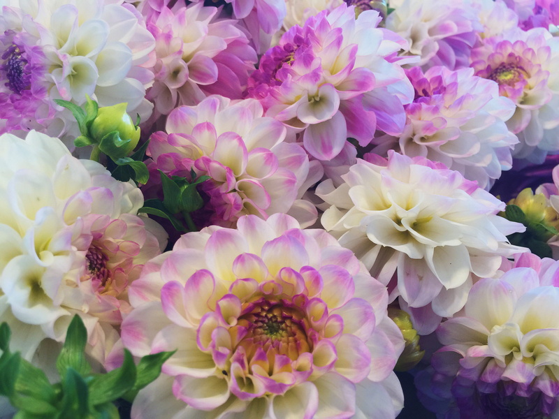 inflorescence, high angle view, love, dahlia, outdoors, growth, flower market, 2K, pike place market, flowering plant, fresh cut flower, flower petal