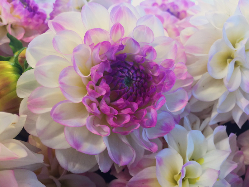 close-up, pink color, summer, flower market, purple and white, flower arrangement, full frame, 2K, farmers market, clean, circles, outdoors, pike place market