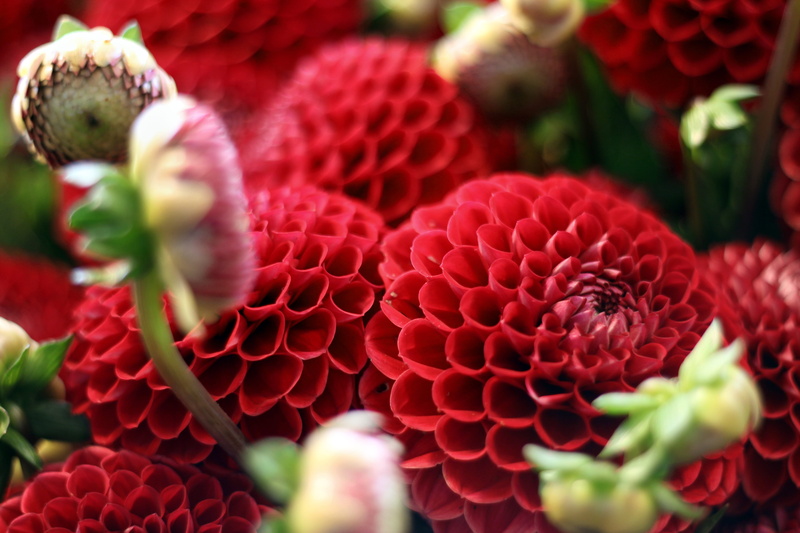fragility, no people, flower head, pikes place market, united states, pike place market, petal, flower shop, flower, growth, inflorescence, flowers, vulnerability