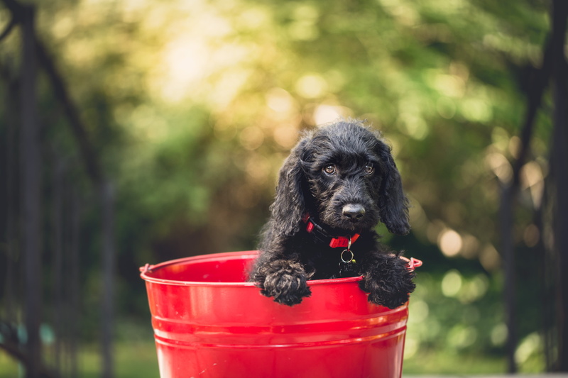 bucket, small, pet, 5K, looking at camera, focus on foreground, puppy, dog, adorable, domestic animals, mammal, canine, metal, black color, animal themes