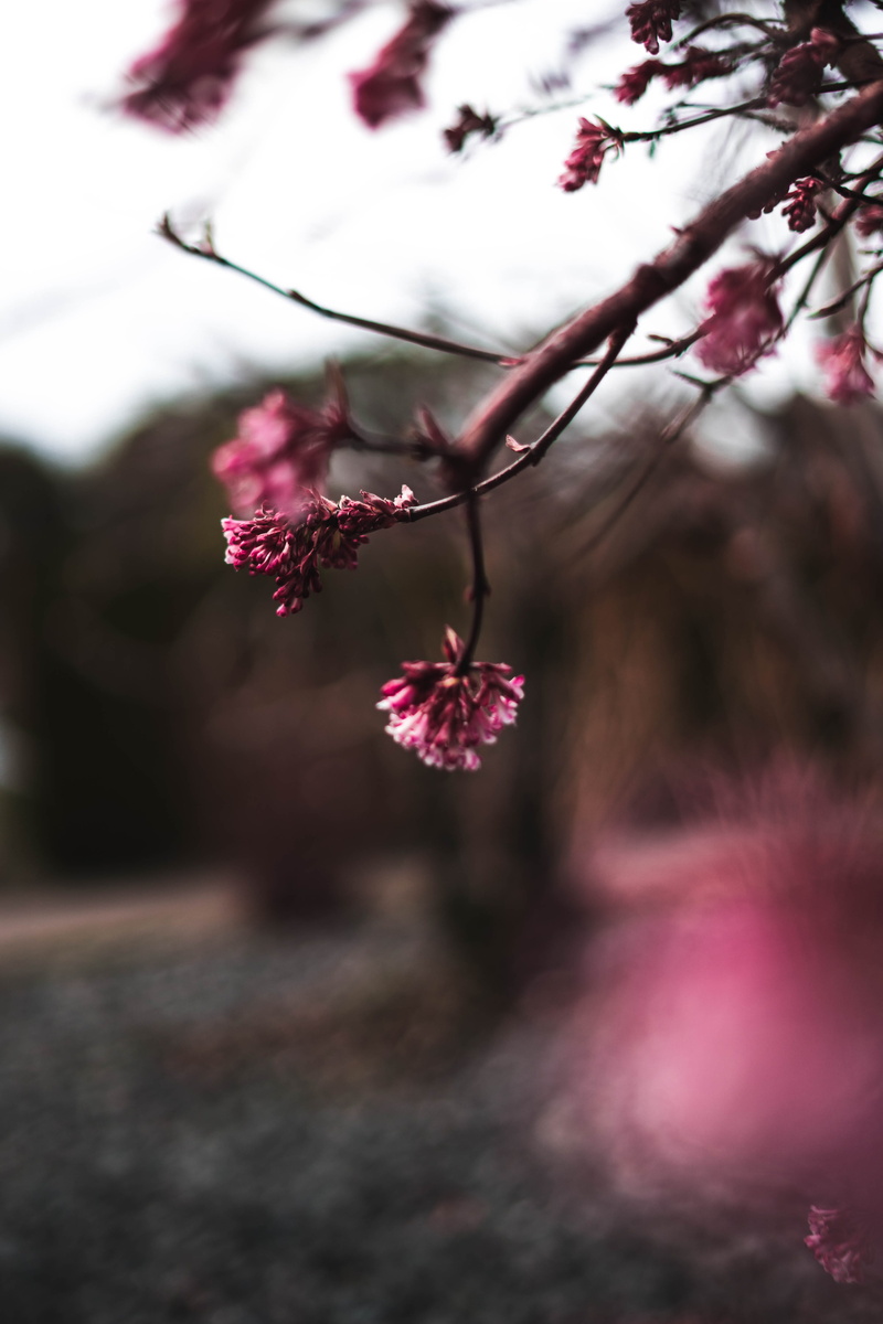 springtime, bokeh, flowers, flower head, no people, geranium, flowering plant, hd, nature, shot, cherry tree, growth, 5K, pink, vulnerability, tree, petal