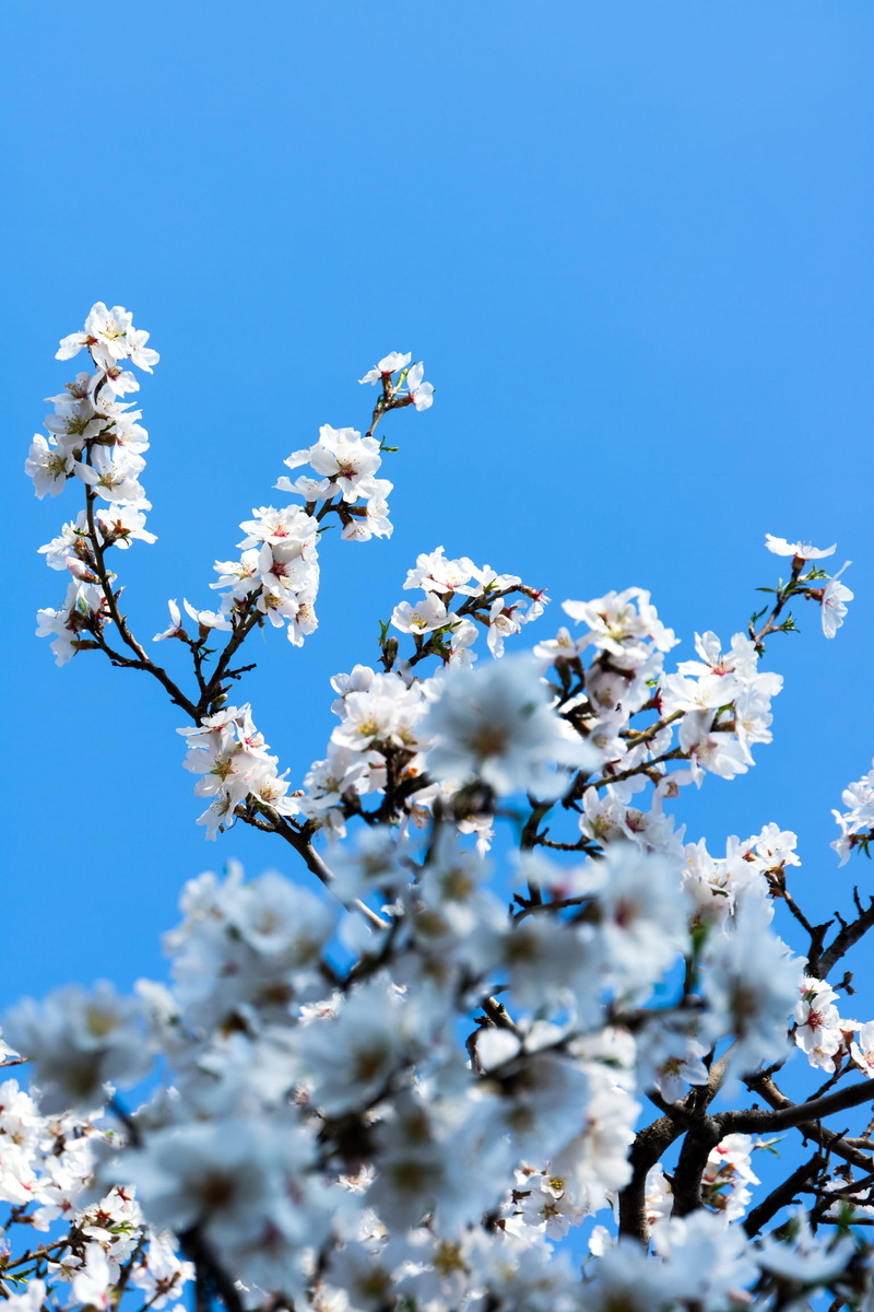 pink, flowering plant, nature, white color, new, blossom, white, sky, freshness, cherry, blue, fragility, tree, cherry blossom, spring, blue sky