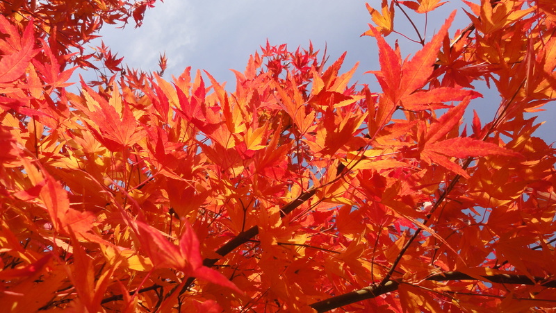 leaves, outdoors, red, backgrounds, nature, natural condition, day, oschatz, plant part, japanese, leaf, no people, maple leaf, maple, beauty in nature