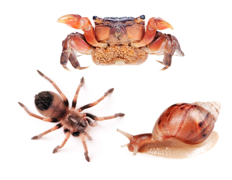 close, food, slow, food and drink, one animal, arthropod, slither, snails, insect, fear, brown, scary, toxic, mollusc, 2K, slippery, cut out, big, small
