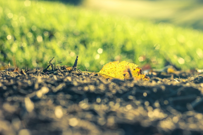 yellow, outdoors, one animal, no people, selective focus, macro, leaf, growth, Orange, golden, fall, field, surface level, 5K, Leaf, Season, autumn, land