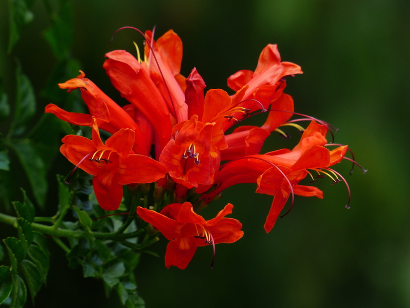 nature, tecomaria capensis, close-up, red, no people, flower head, bignoniaceae, tenerife, freshness, pollen, canary islands, blood red, outdoors, growth