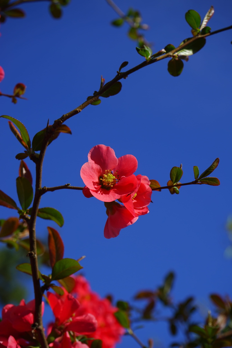 leaf, freshness, Bloom, no people, pollen, close-up, tree, focus on foreground, rose greenhouse, red, red orange, inflorescence, ornamental quince, rosaceae