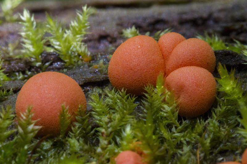 ripe, selective focus, wellbeing, freshness, land, close-up, field, brown, Slime Mold, Sponge, toadstool, nature, blood milk mushroom, small mushroom, fruit