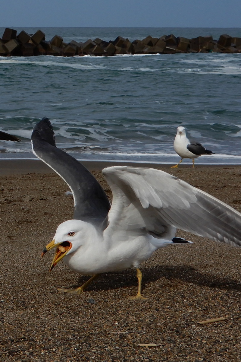 land, wave, wild animal, sea, flying, seabird, seagull, animal themes, natural, animals in the wild, no people, nature, bird, water, spread wings, sea gull