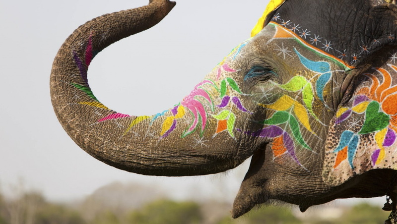 outdoors, decoration, multi colored, animal head, working animal, FarCry, vertebrate, India, pets, animal trunk, one animal, asian elephant, animal themes