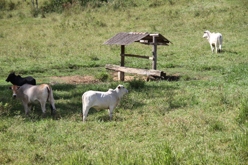 pasture, 5K, milk, livestock, mammal, boi, sheep, grass, calf, pawn, redneck, grazing, two animals, about, veal, puppy, domestic animals, roça, cow, green color