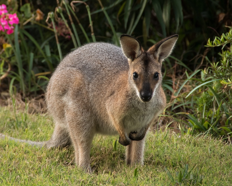 mammal, rednecked wallaby, herbivorous, no people, nature, wallaby, outdoors, vertebrate, animal themes, land, grass, kangaroo, animal, day, green color