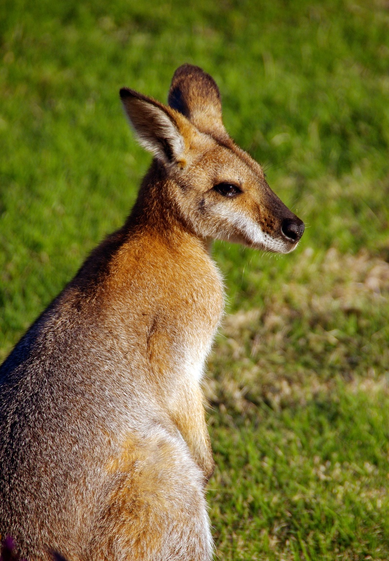 grass, 2K, australia, animal themes, focus on foreground, looking away, land, herbivorous, fawn, nature, rednecked wallaby, kangaroo, wild, wallaby, queensland