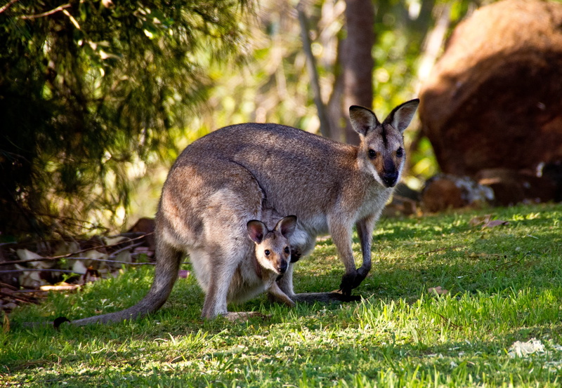 baby, no people, portrait, vertebrate, animal family, kangaroo, standing, day, nature, mother, wildlife, wallaby, mammal, leafed, green, pouch, looking at camera