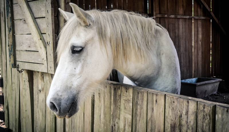 pets, animal themes, working animal, place, horse, domestic animals, roça, animal pen, animal body part, animals, herbivorous, ranch, white, rural, mammal