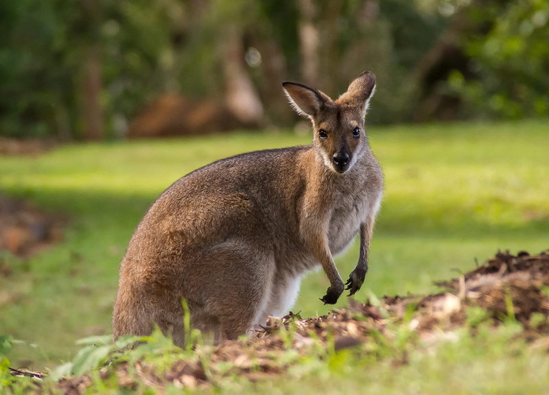 kangaroo, Brown, queensland, australia, vertebrate, outdoors, portrait, animals in the wild, herbivorous, land, looking at camera, marsupial, animal, day